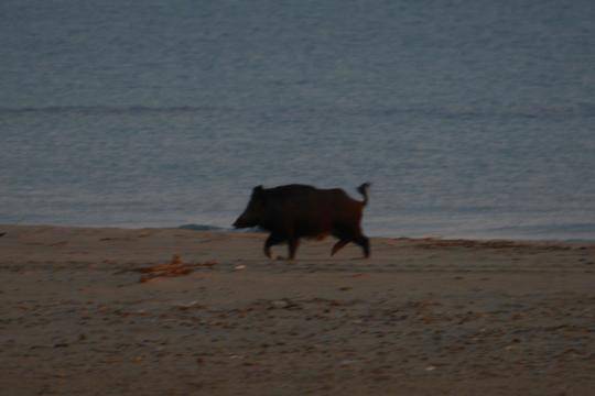 Grosso Cinghiale Sul Mare Per 2 Giorni Avvistate Le Impronte Oggi All Alba L Abbiamo Trovato Primonumero