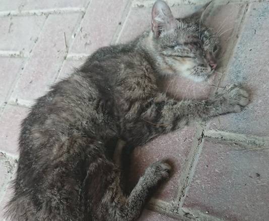 Baby bulli uccidono gatto a sassate. Non possiamo nemmeno denunciarli -  Primonumero