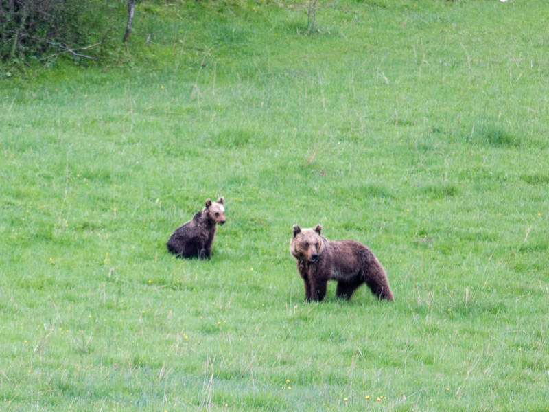 orso bruno