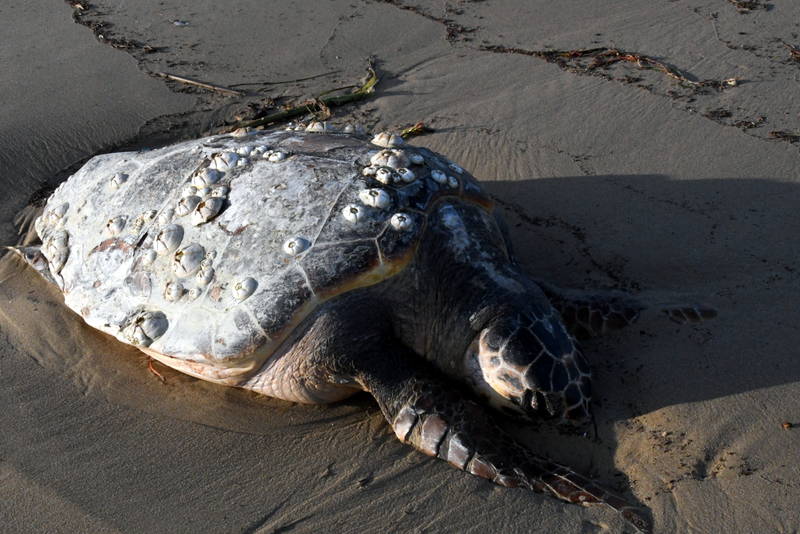 tartaruga-morta-litorale-nord-143902