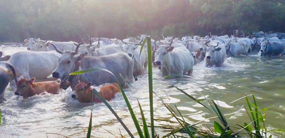 Un'esperienza di transumanza in Molise