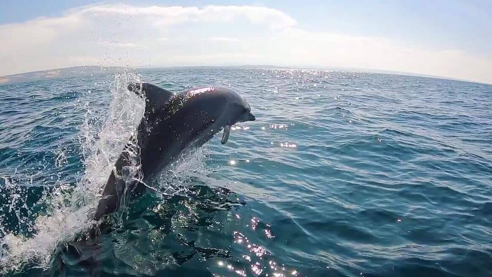 Spettacolo al largo della costa: un gruppo di delfini gioca e scorta una  barca