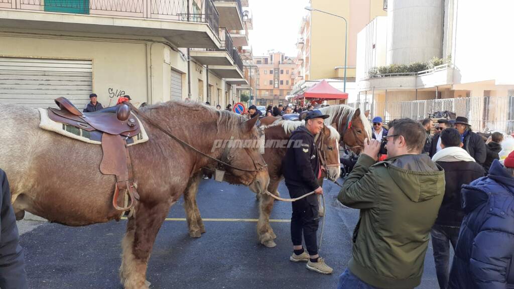 Campobasso festeggia Sant'Antonio abate