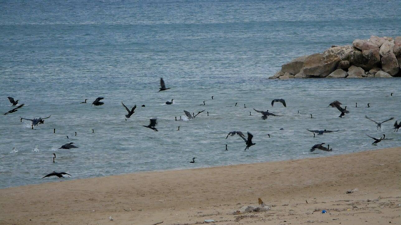 Cormorani lungomare nord