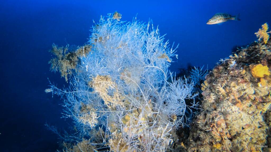 tremiti coralli national geographic