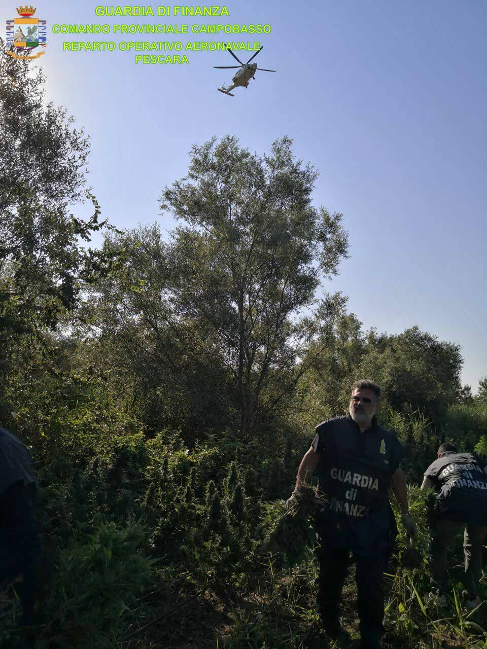 Piantagione marijuana finanza Campomarino roan