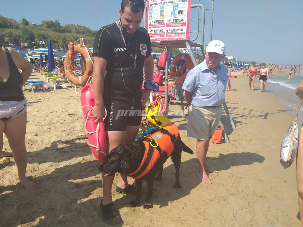 cane salvavita spiaggia termoli bagnino