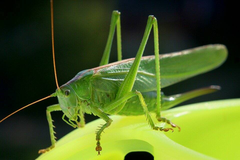 BISCOTTI CON FARINA DI GRILLO 🦗