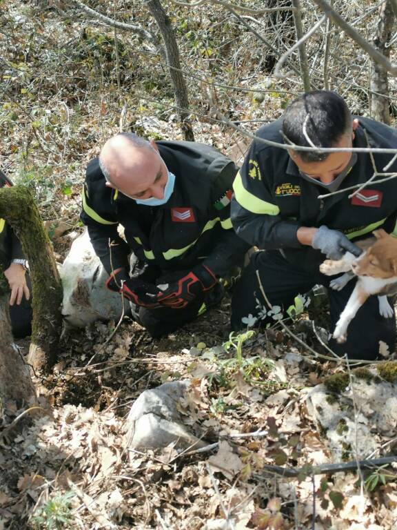 cani salvataggio vigili fuoco 