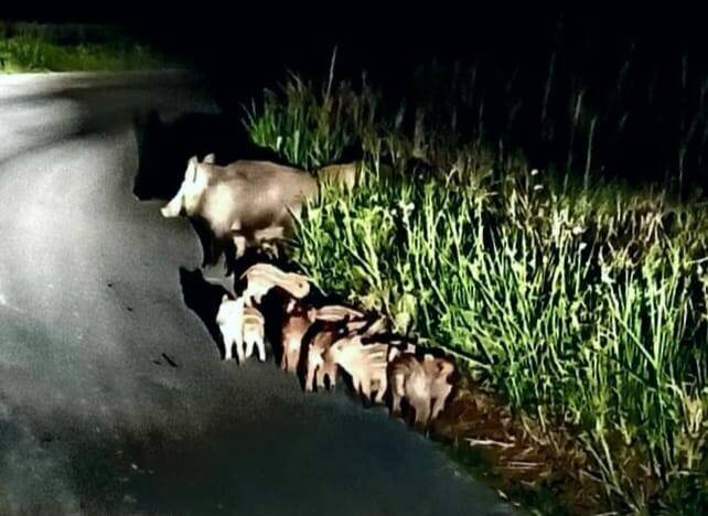 cinghiali cuccioli notte strada 