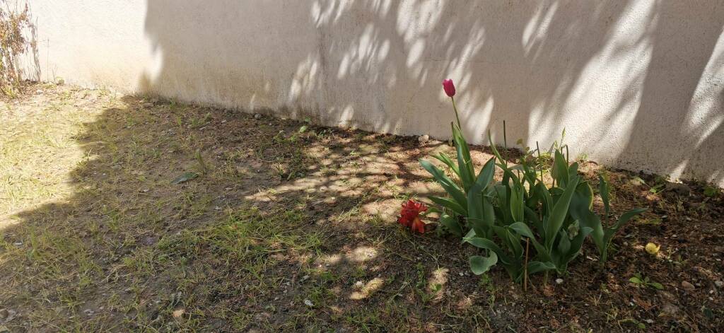 Furto di tulipani Guglionesi 