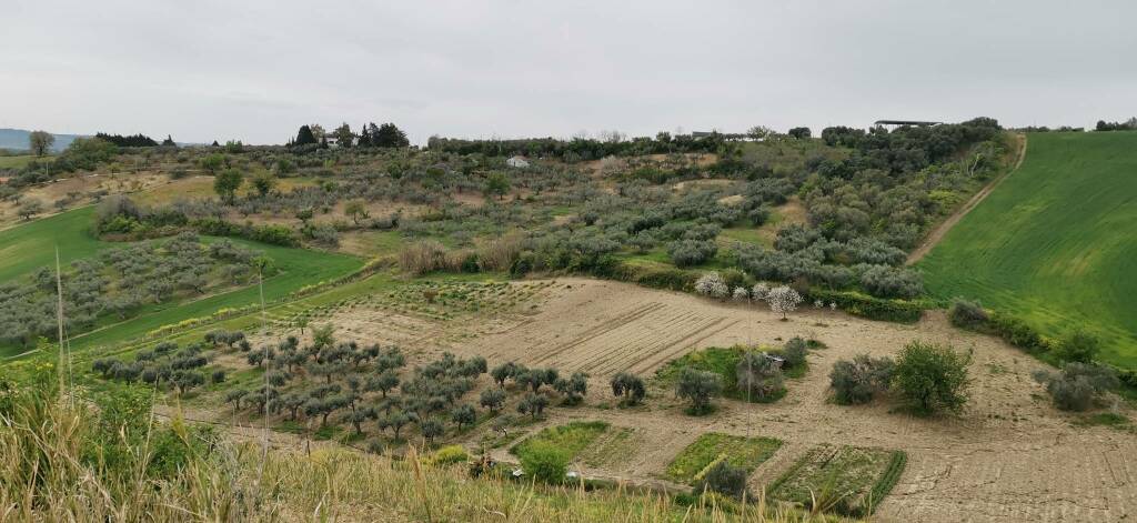 Natura campi Bassomolise verde agricoltura 