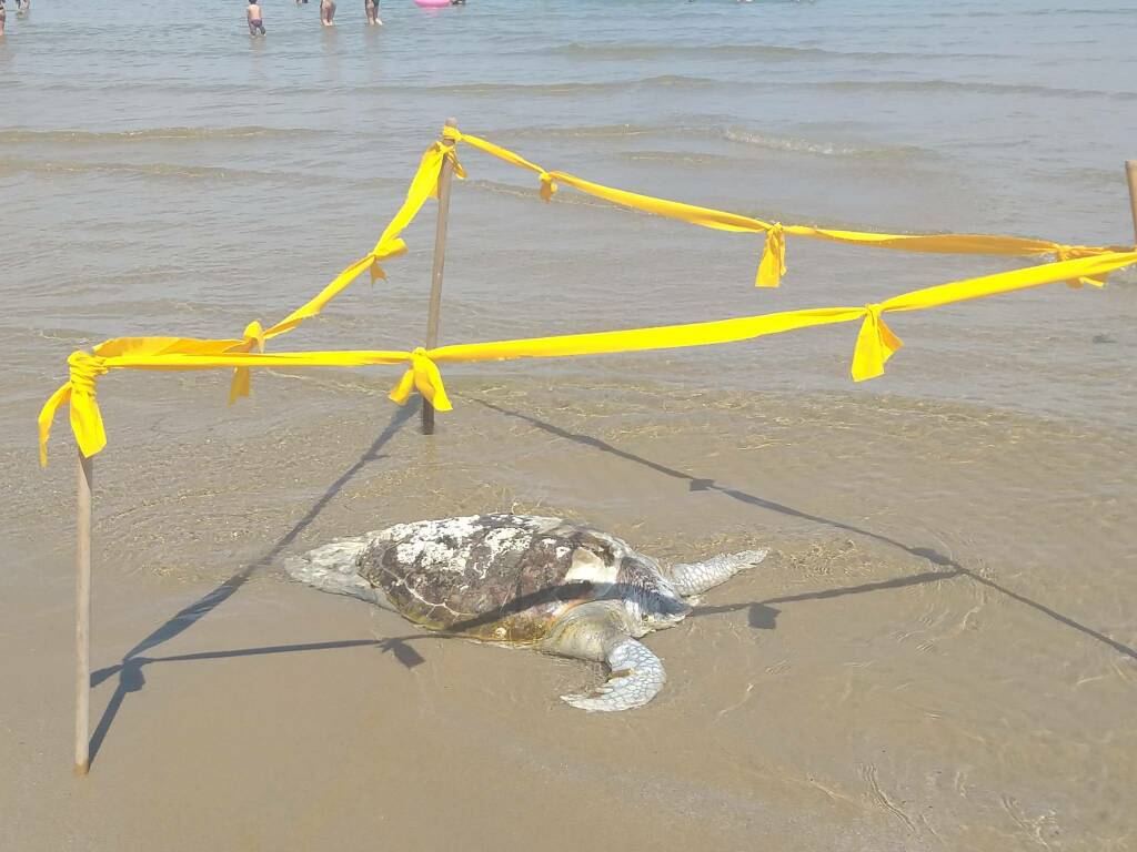 tartaruga morta spiaggia termoli