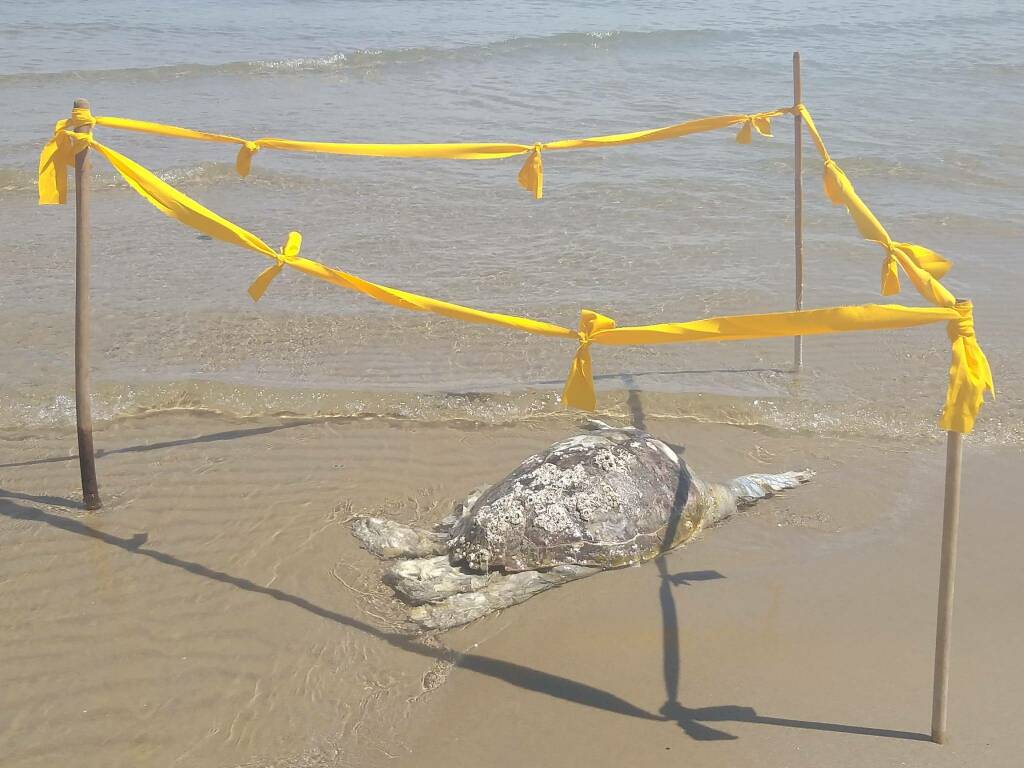 tartaruga morta spiaggia termoli