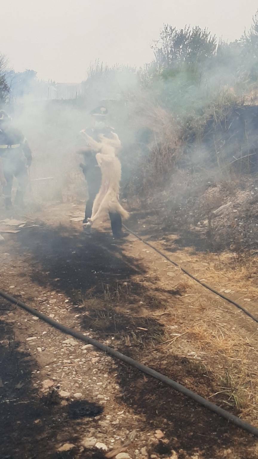 incendi basso molise carabinieri