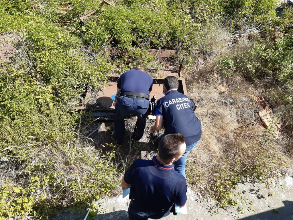 ricerche cobra carabinieri 