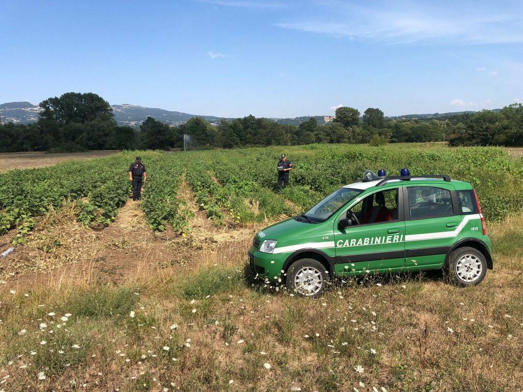 Carabinieri Forestali controlli fitosanitari