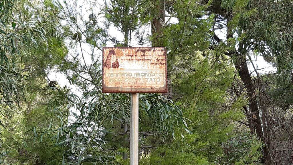 Pineta Petacciato alberi natura