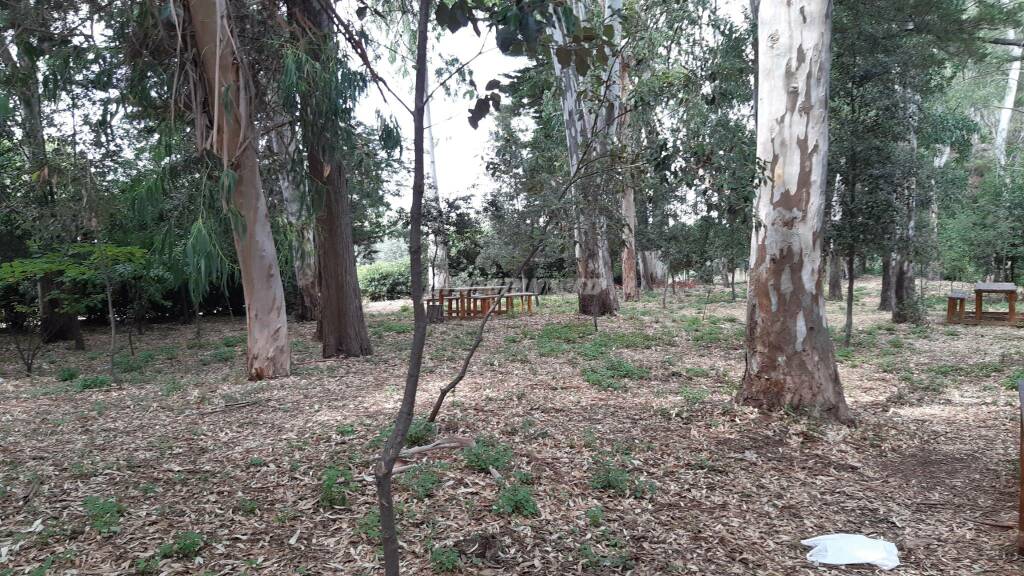 Pineta Petacciato alberi natura