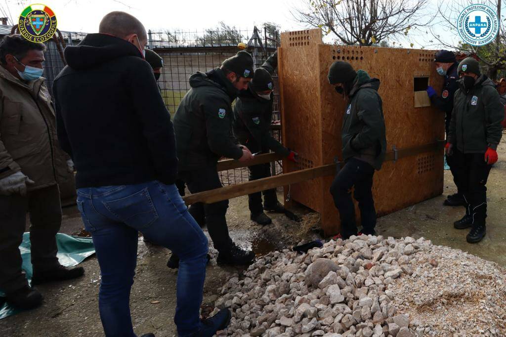 salvataggio cervi anpana forestali