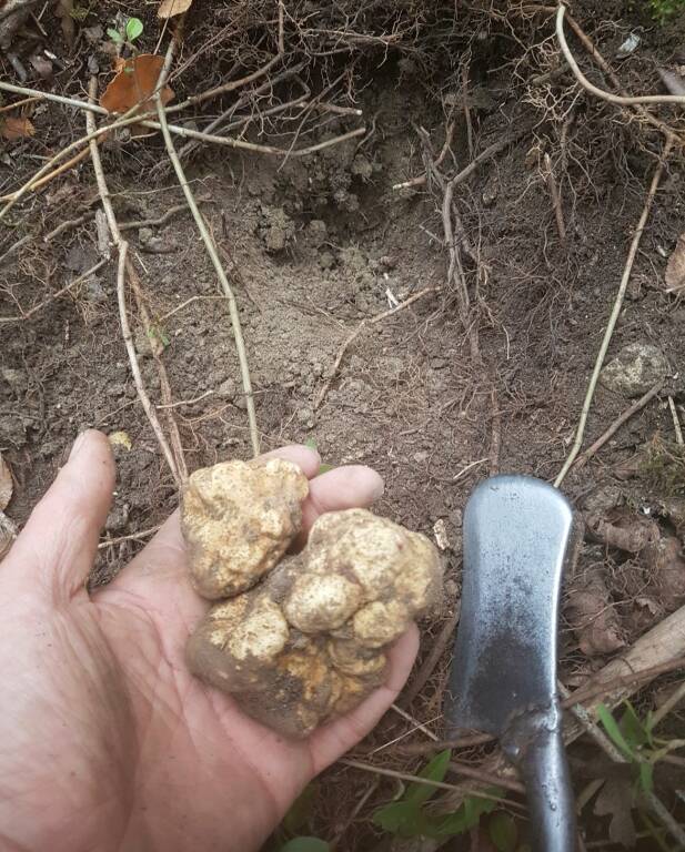 tartufo di iorio