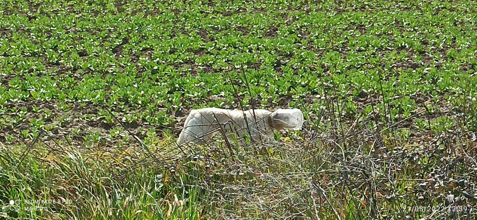 Cane liberato bidone plastica 