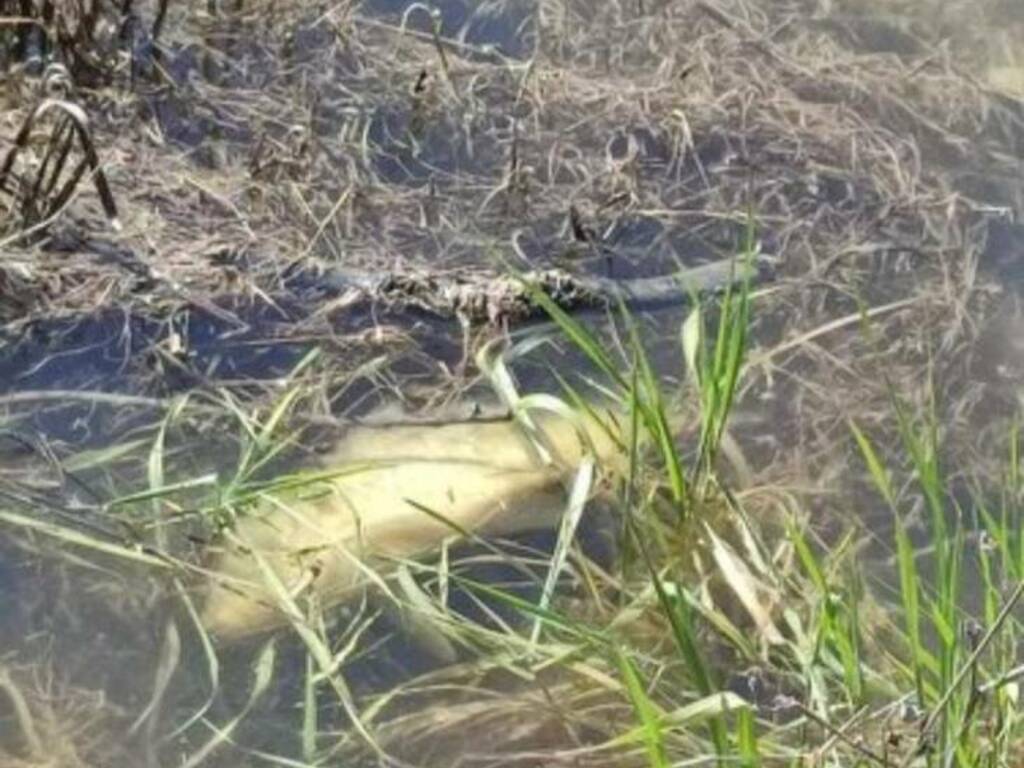 Strage di carpe al Lago di Occhito: giallo sulle cause della morìa