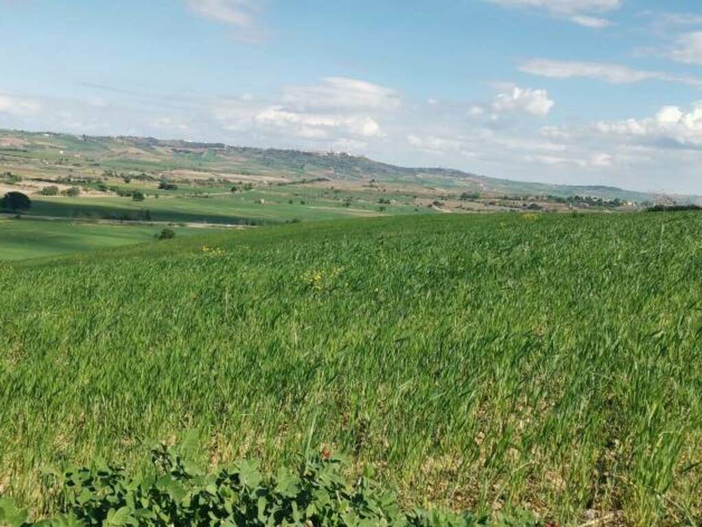 Papavero 25 aprile campagna molisana 