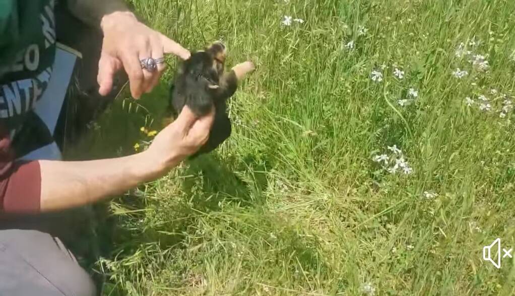 Cuccioli uccisi San giuliano sannio