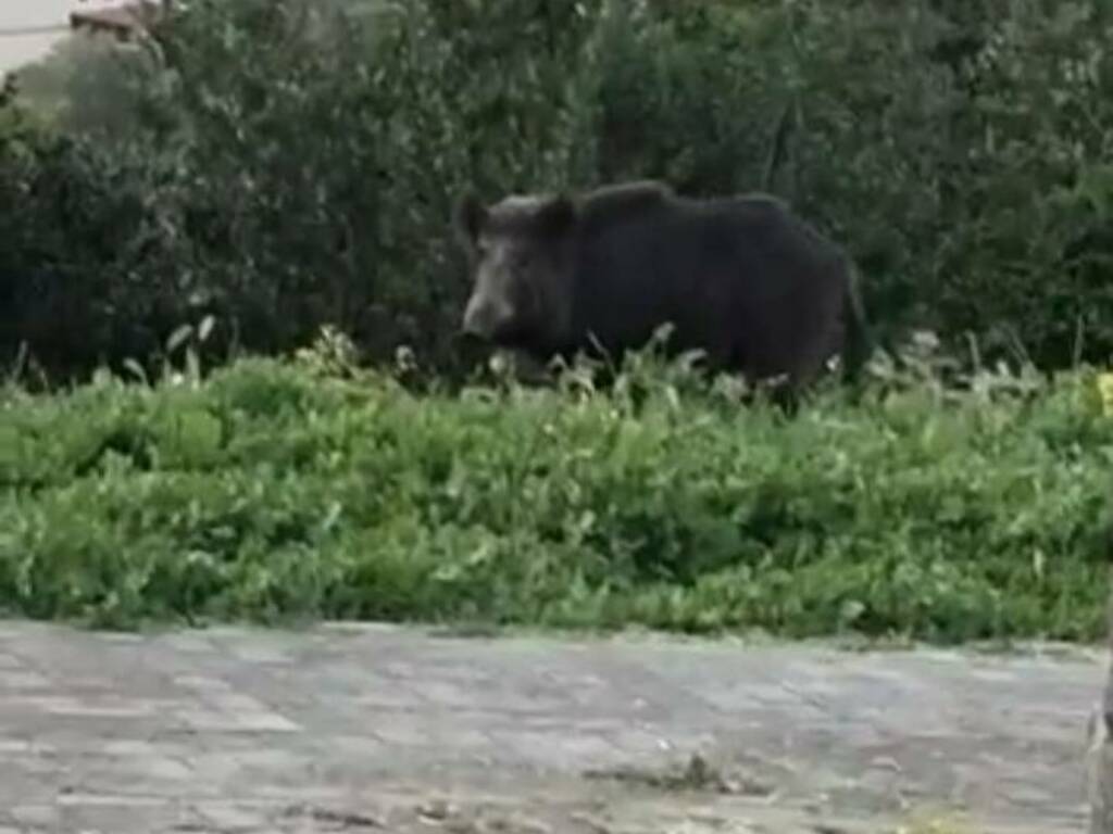 cinghiale via delle viole