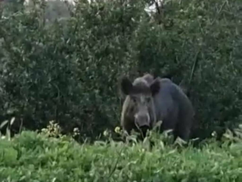 cinghiale via delle viole