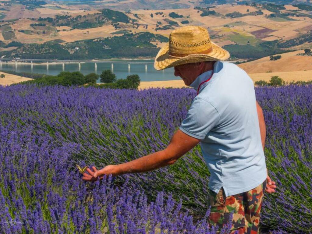 Lavanda fattoria farfalla