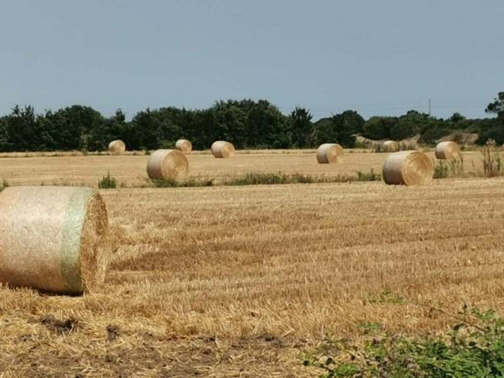 Balle fieno siccità agricoltura 