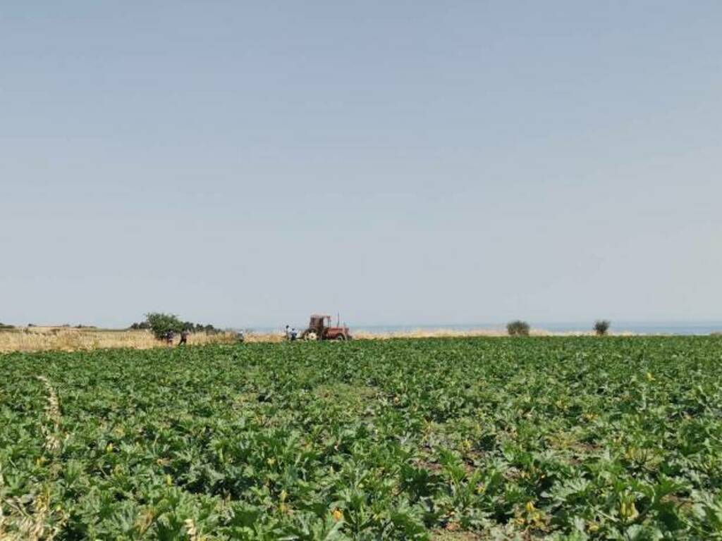 agricoltura campo girasoli