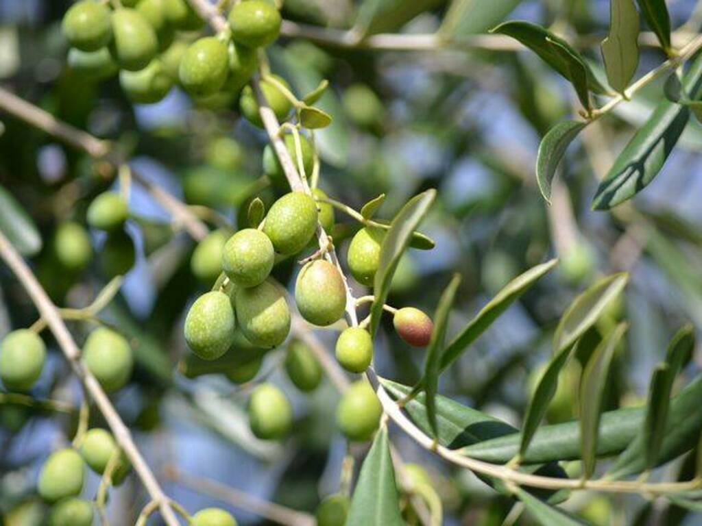 piante ulivo oliveti