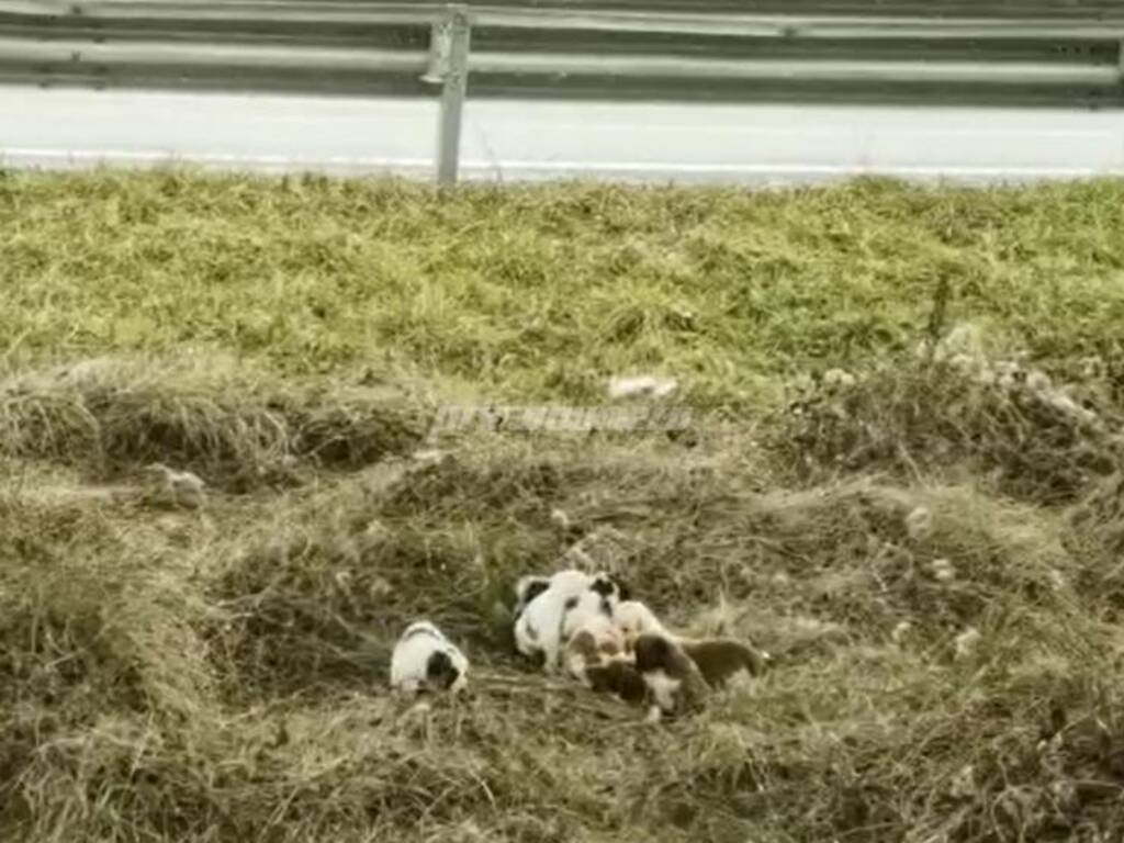 cuccioli abbandonati in Tangenziale a Campobasso