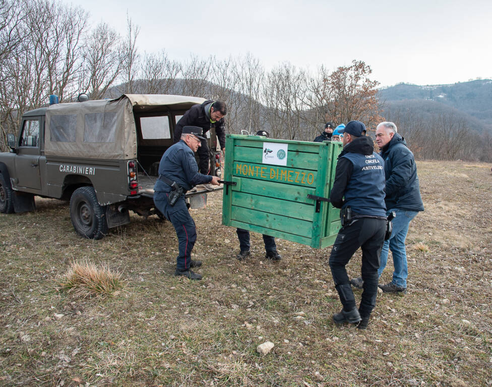 lupo rimesso libertà forestali isernia