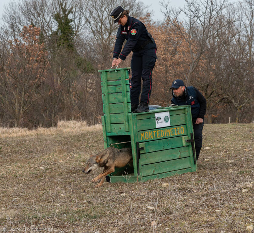 lupo rimesso libertà forestali isernia