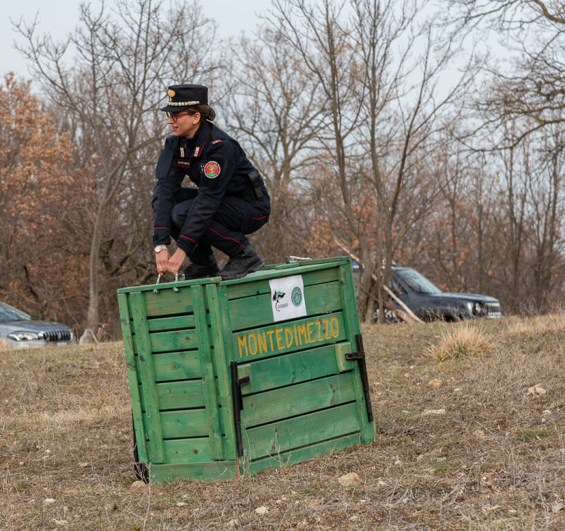 lupo rimesso libertà forestali isernia