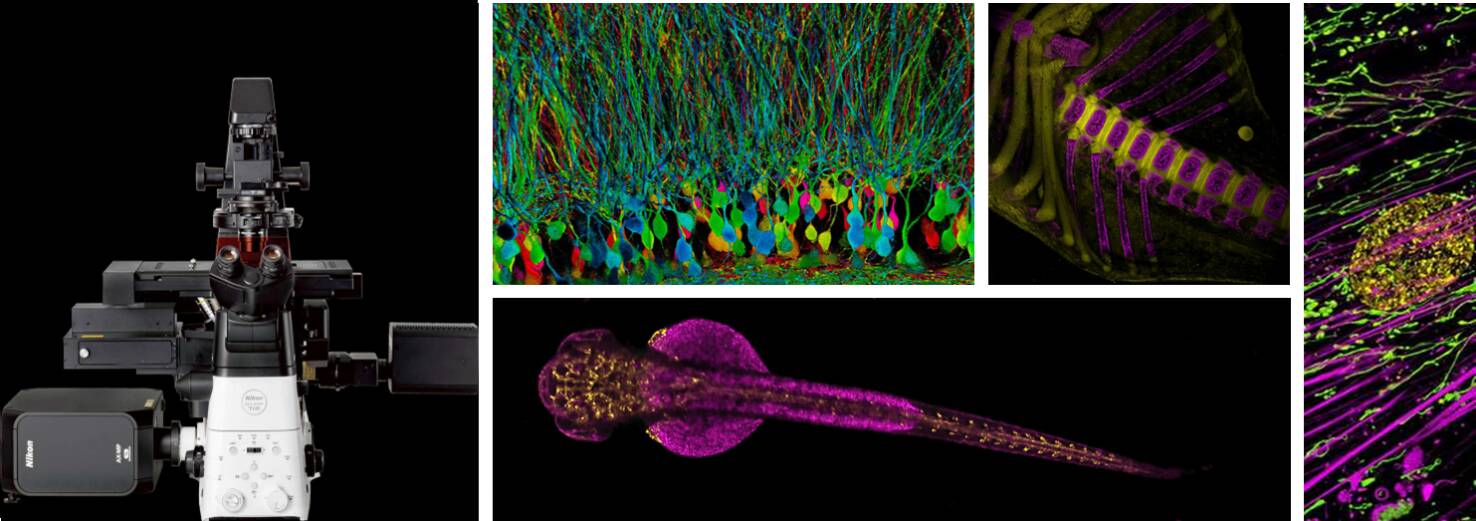 Unimol Microscopico Ottica a Fluorescenza e Intelligenza artificiale