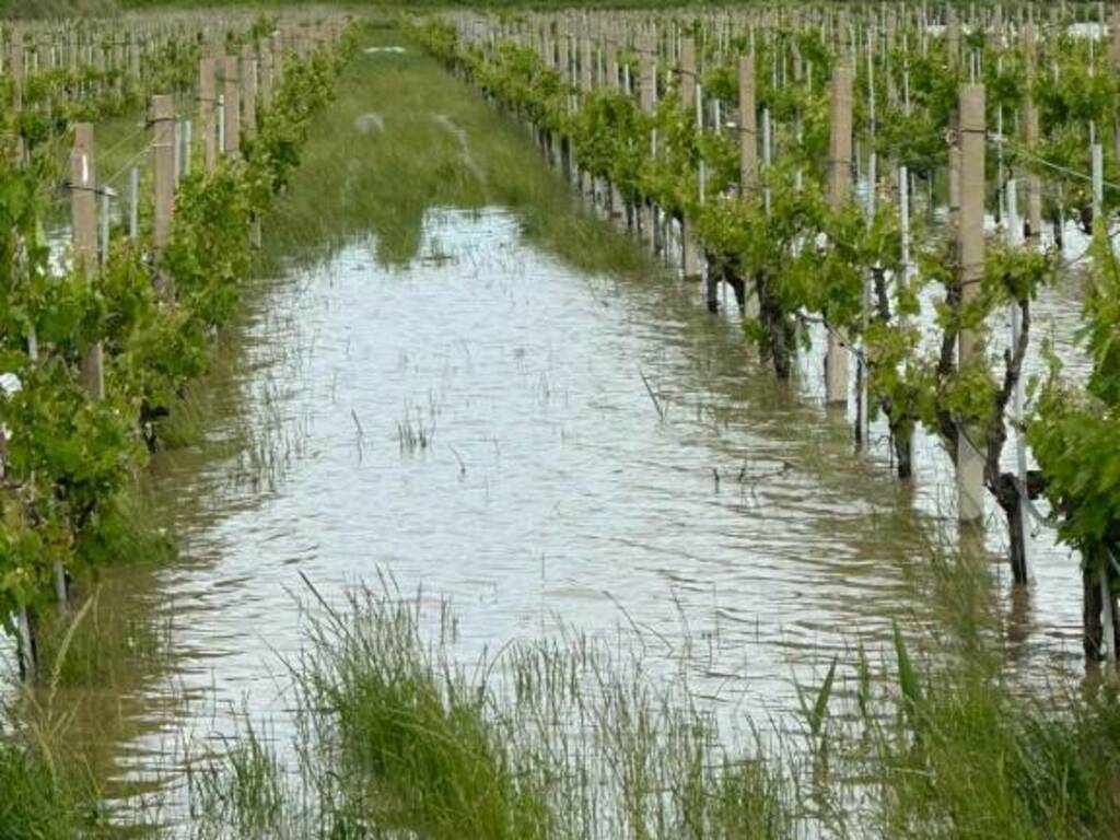 Campi vigneti allagati ramitelli