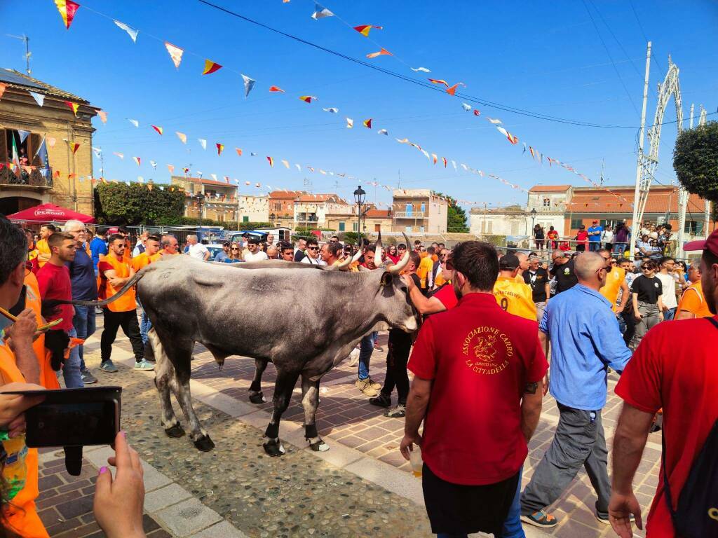 carrese portocannone - pn giovani