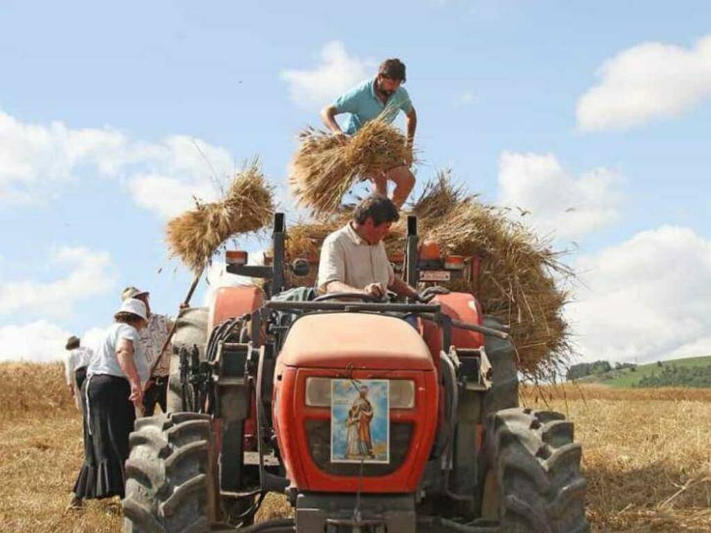 Mietitura festa grano 23 jelsi