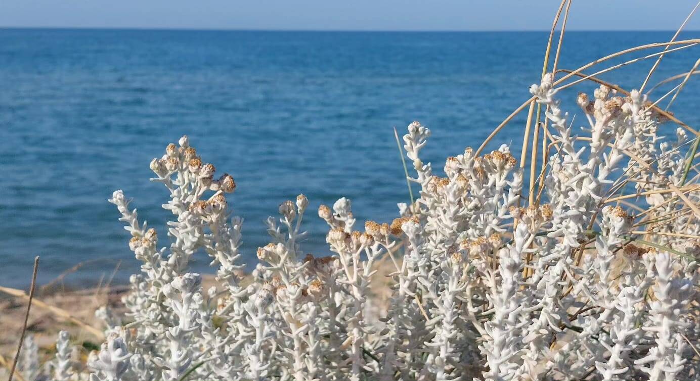 Ramitelli spiaggia Campomarino 