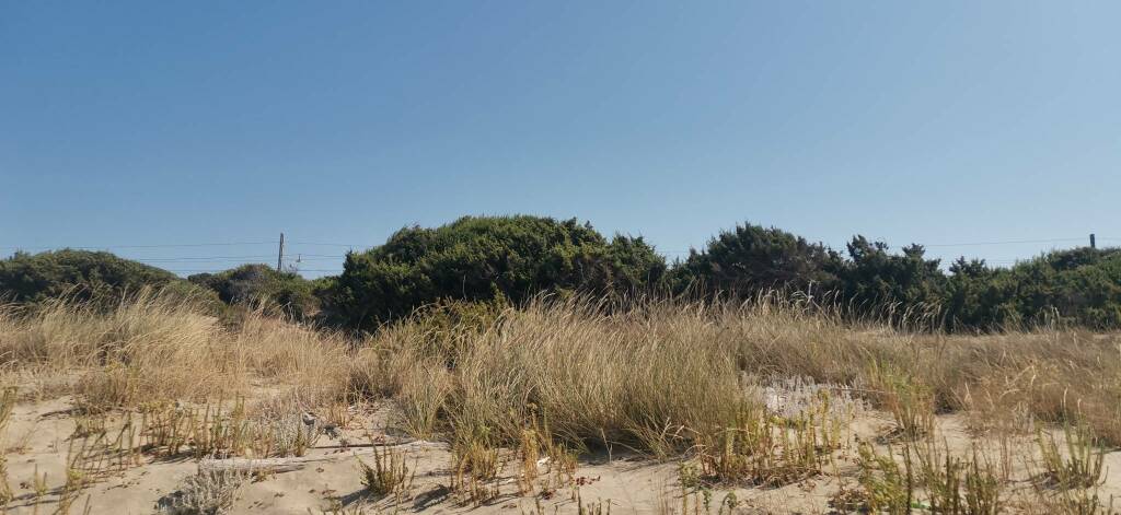 Ramitelli spiaggia Campomarino mare dune