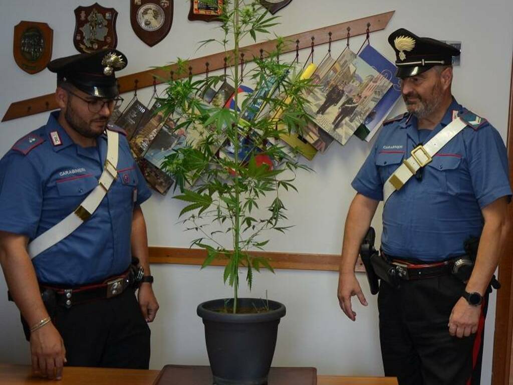 cannabis carabinieri isernia