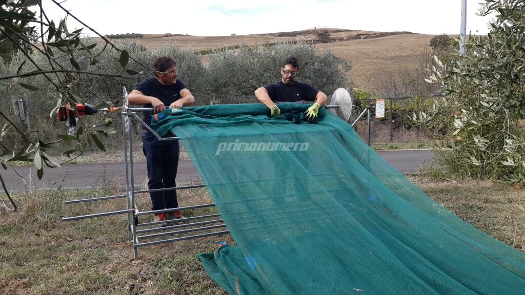 Raccolta delle olive - La novità da Petacciato