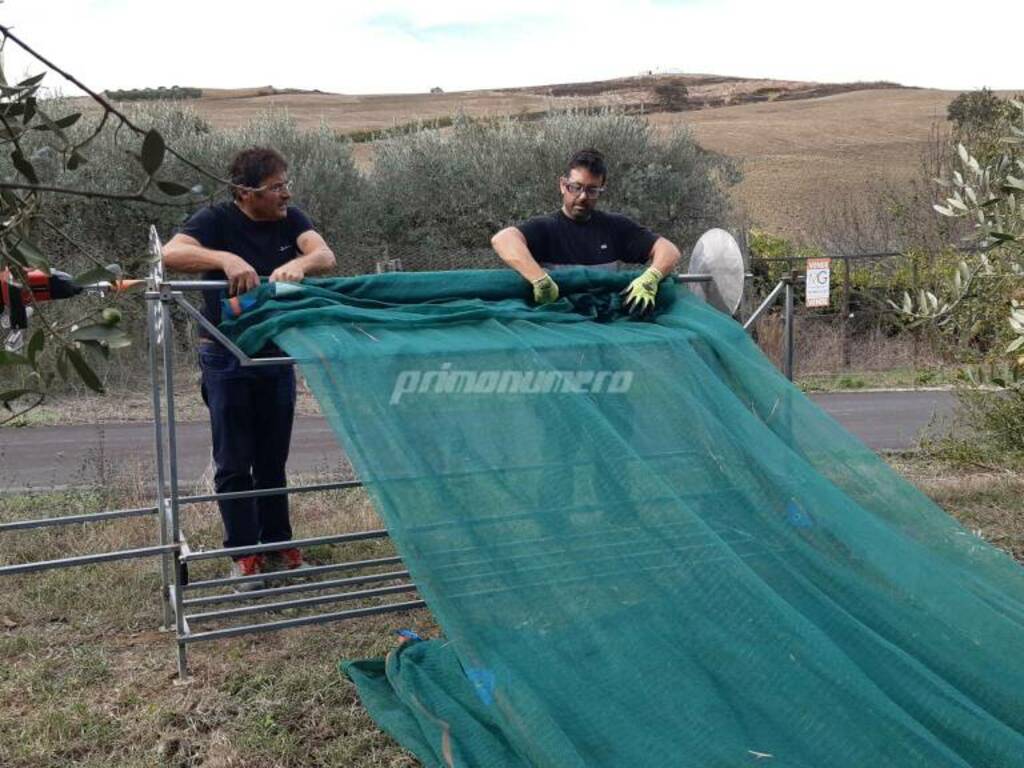 Raccolta delle olive - La novità da Petacciato