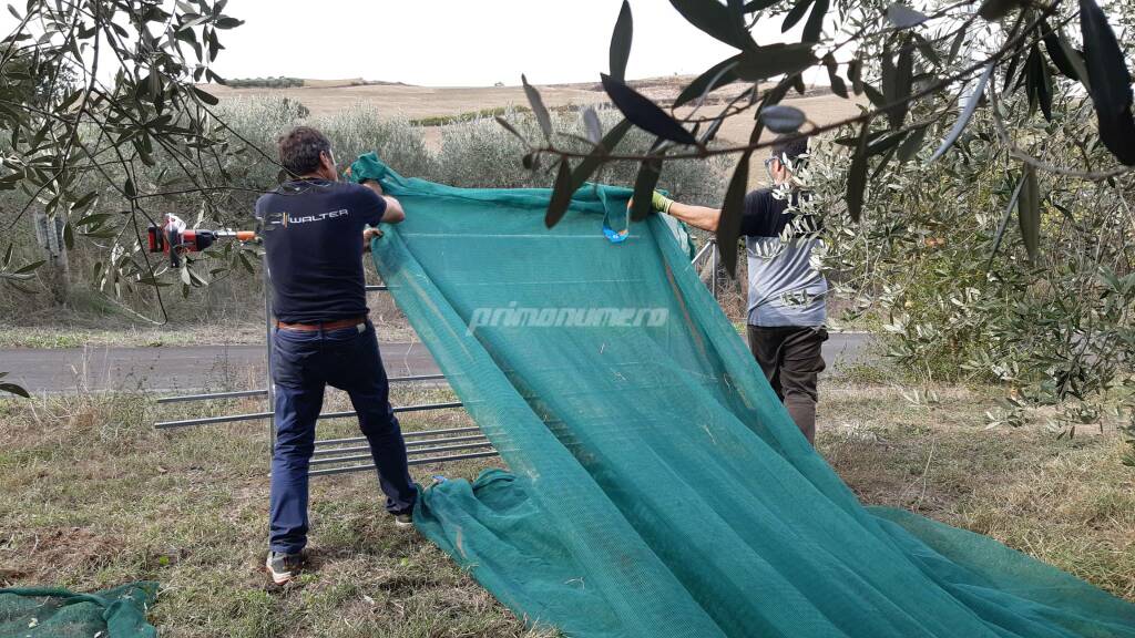 Raccolta delle olive - La novità da Petacciato