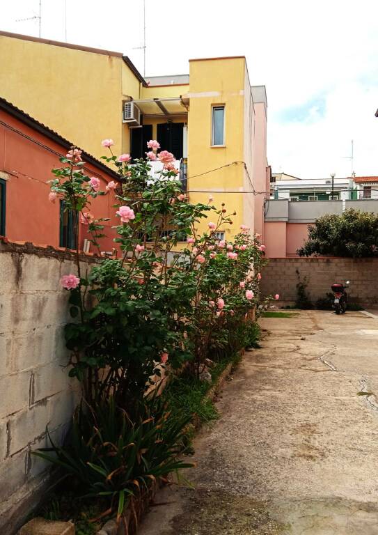 rose fiorite novembre termoli 